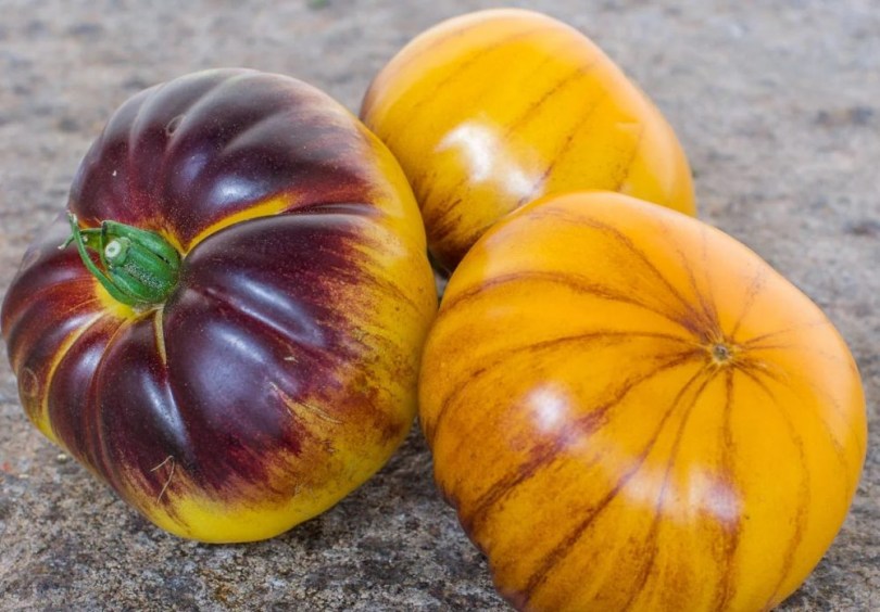 Purple Sunrise paradicsom - Paradicsom különlegességek az Egzotikus Növények Stúdiója kínálatából